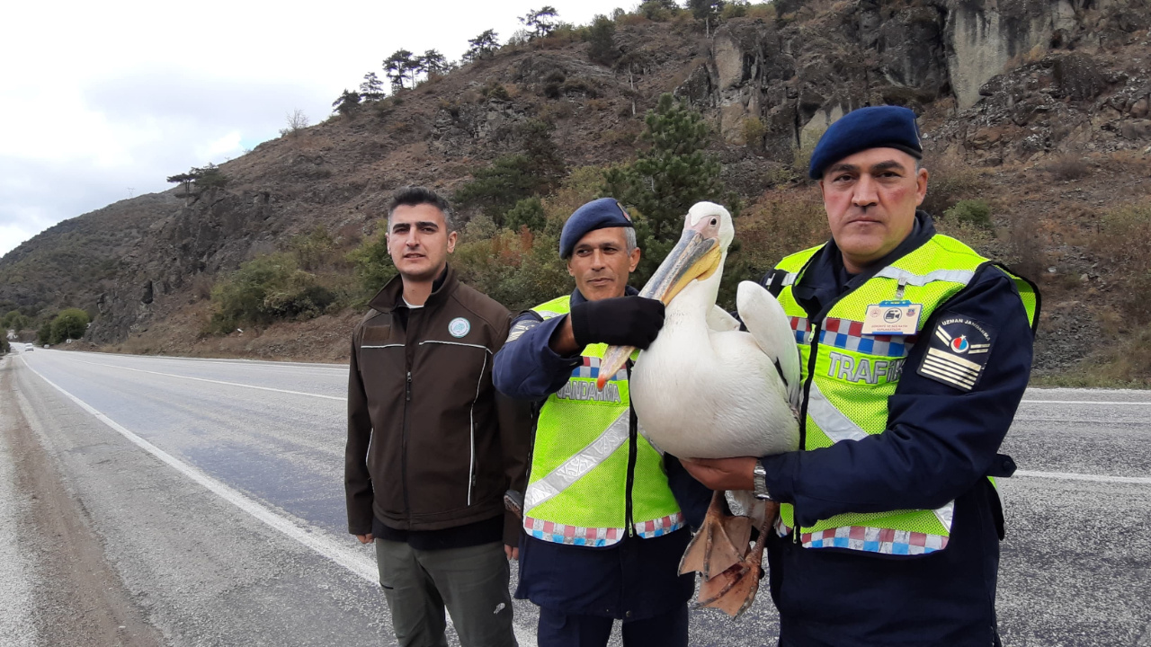 Devriye Atan Jandarma Pelikan Buldu, Hamsi İkram Etti