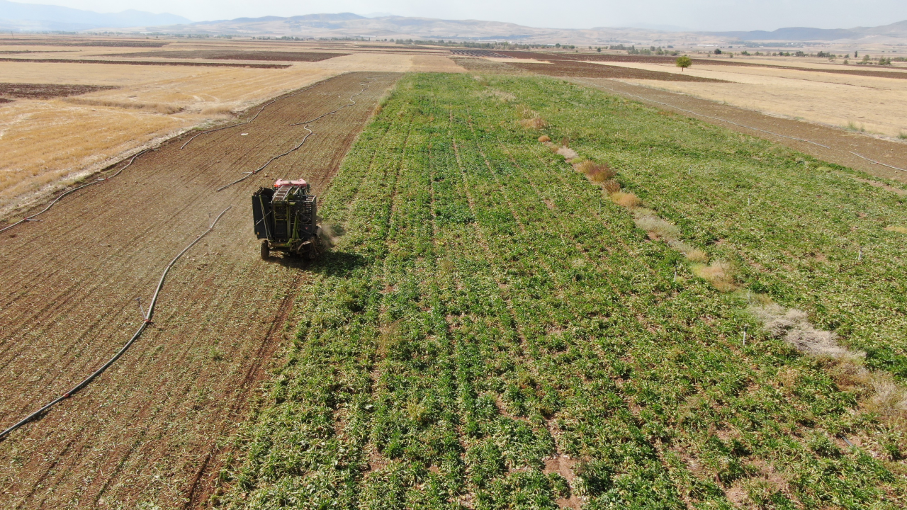 Elazığ’da Hasadı Başladı