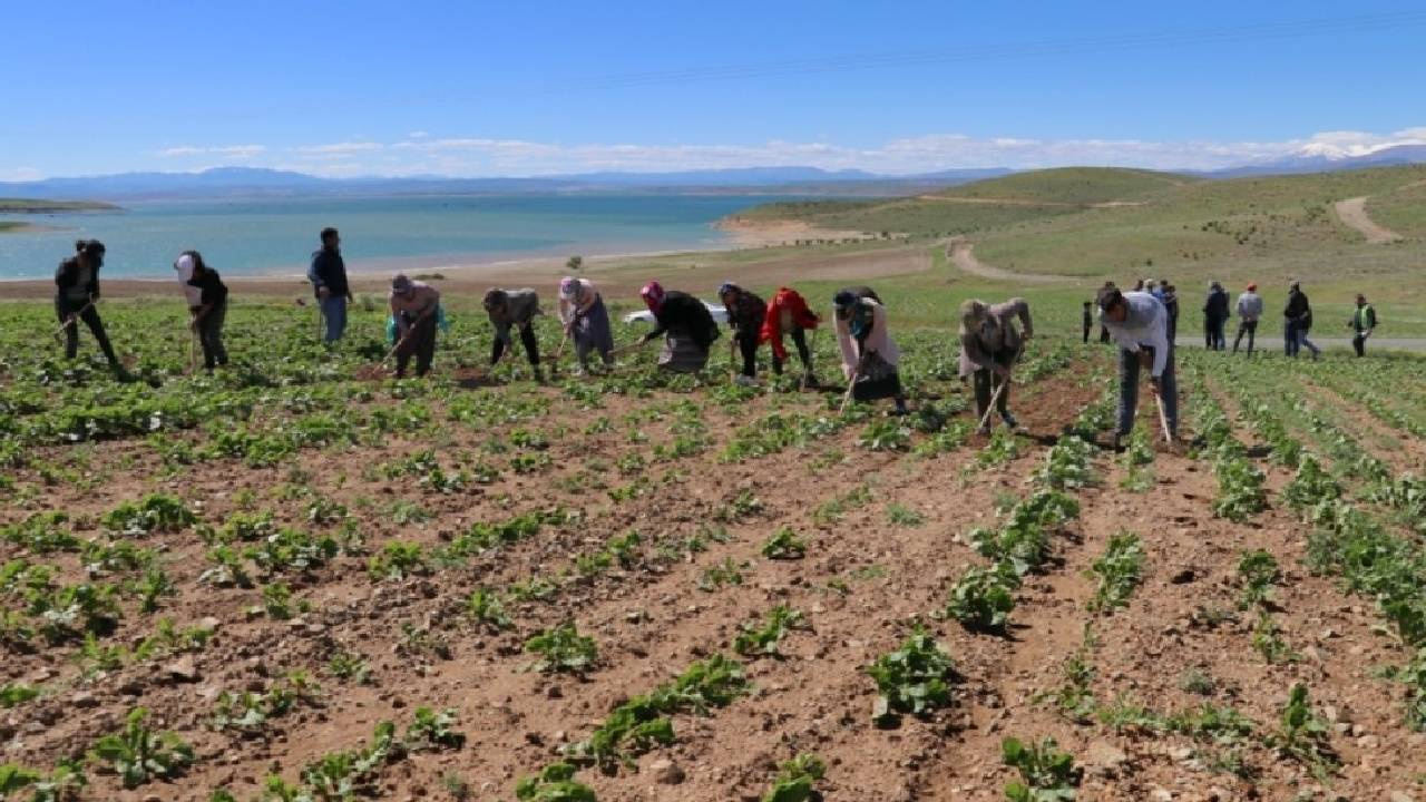 Hasat Zamanı: Moru, Siyahı, Beyazı Bulunuyor: Sadece 1 Tanesi 100 Liradan Satılıyor