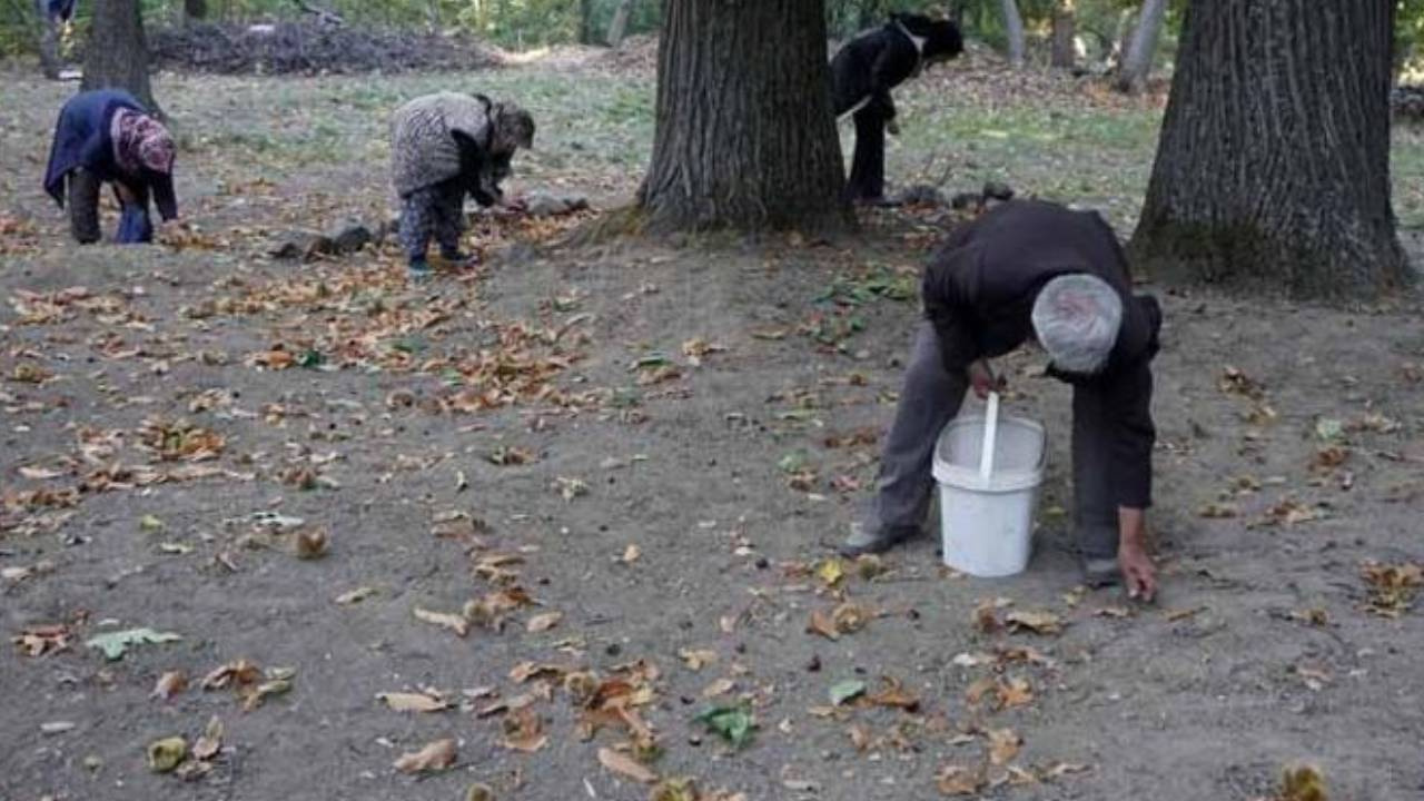 Isparta’da 800 Yıllık Ağaçlarda Hasat Başladı: Kilosu 200 Liradan Satılıyor