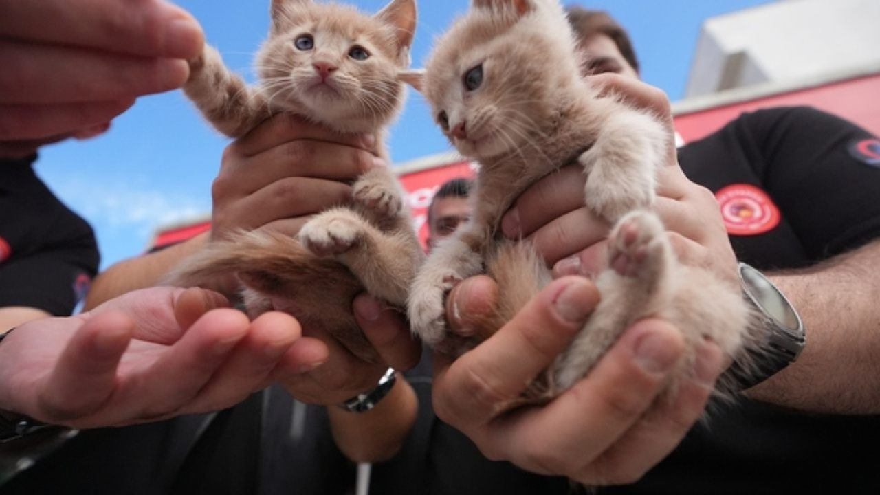 İtfaiye Eri, Kurtardığı Kedi Yavrularını Sahiplendi