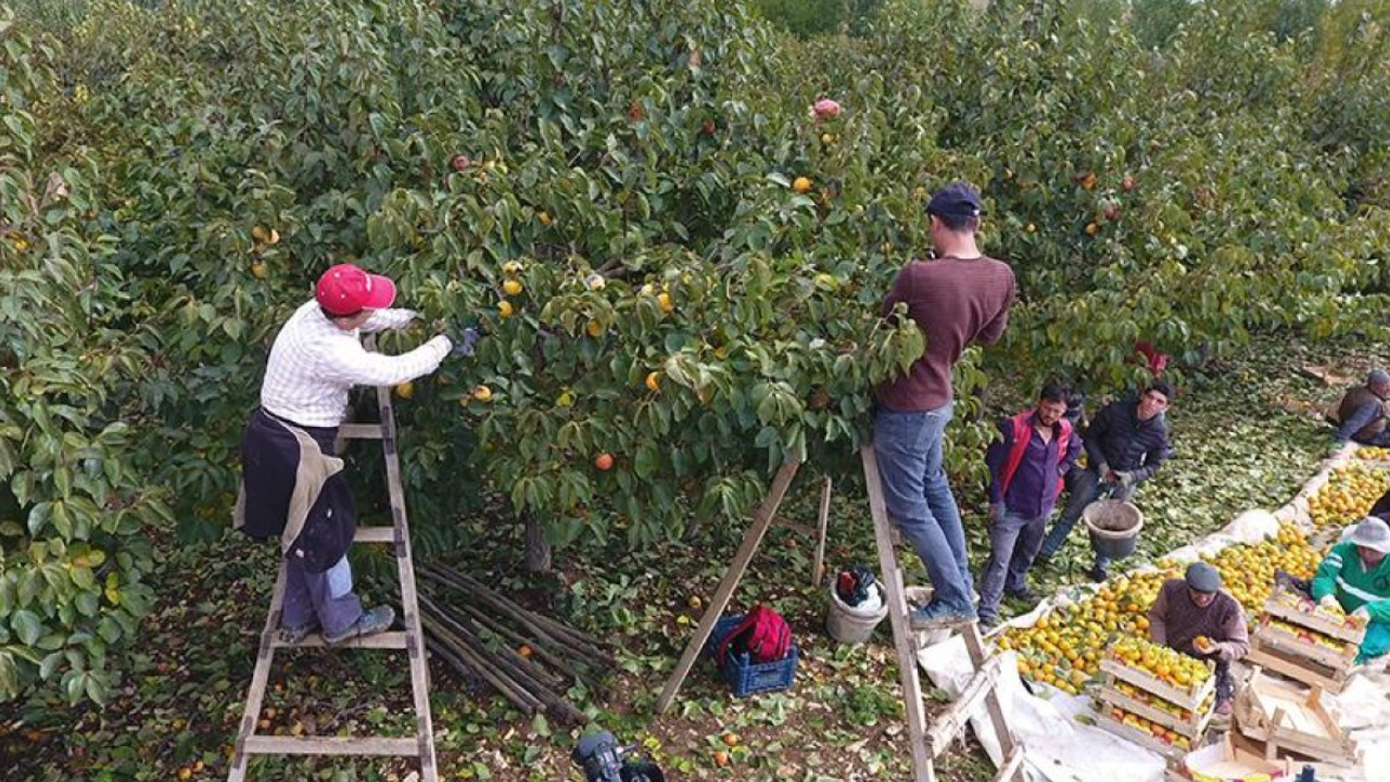 Kahramanmaraş’ta Hasadı Başladı! Tek Bir Tanesini Bile Yiyen Kışı Sağlıklı Geçiriyor