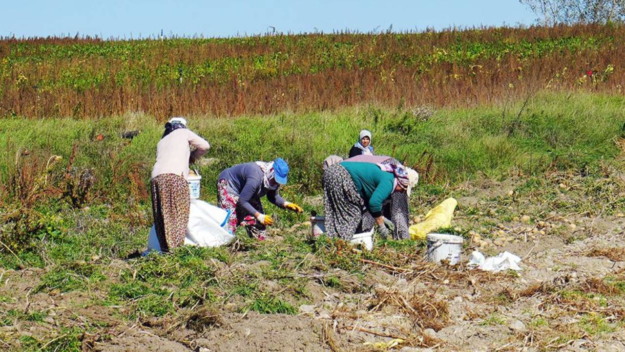 Kastamonu’da Hasat Şenliği Devam Ediyor: Hedef 25 Bin Ton