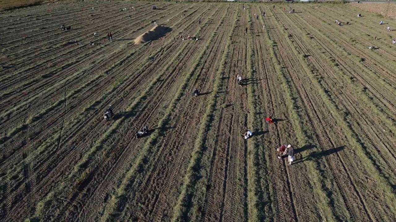 Kilosu 150 Lira! 30 Dönüm Mahsulü Hayrına Bıraktı, Duyanlar Tarlaya Akın Etti