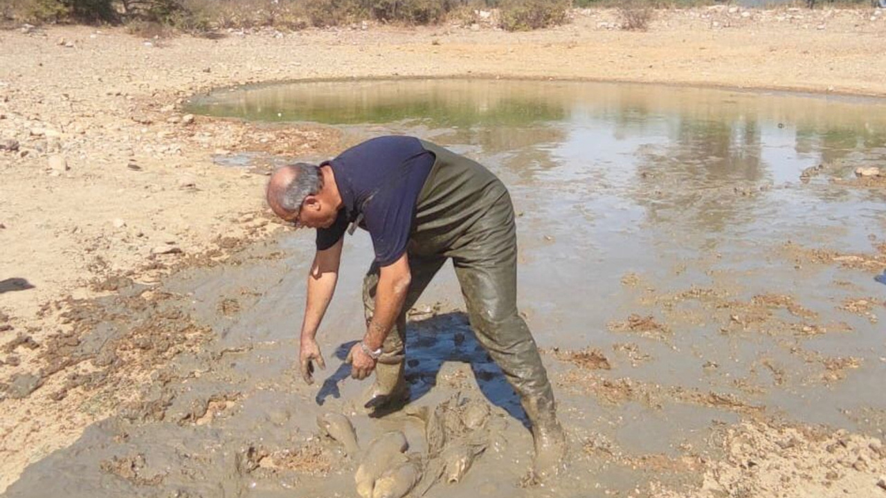 Kuraklık Nedeniyle Su Seviyesi Düşen Göletteki Balıklar Kurtarıldı