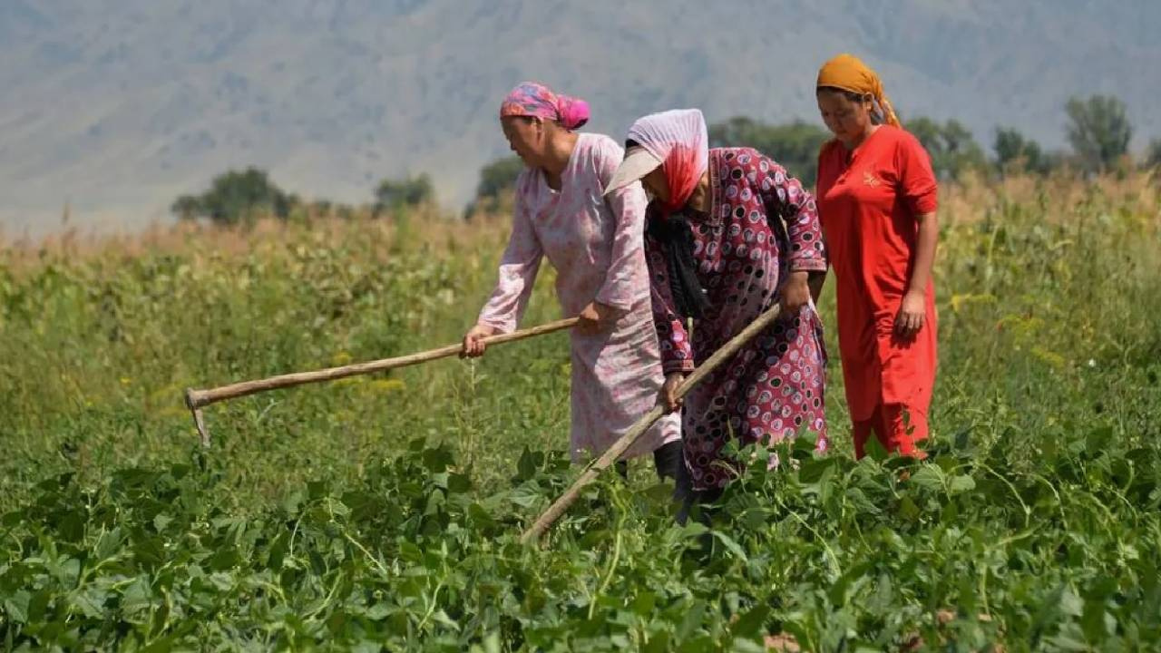 Masrafsız Meyvede Hasat Zamanı: Susuz Yetişiyor Kasa Kasa Toplanıyor