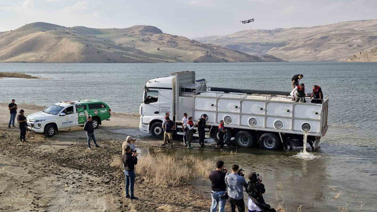 Muş’ta Göl ve Baraj Göletlerine Milyonlarca Yavru Sazan Konuldu