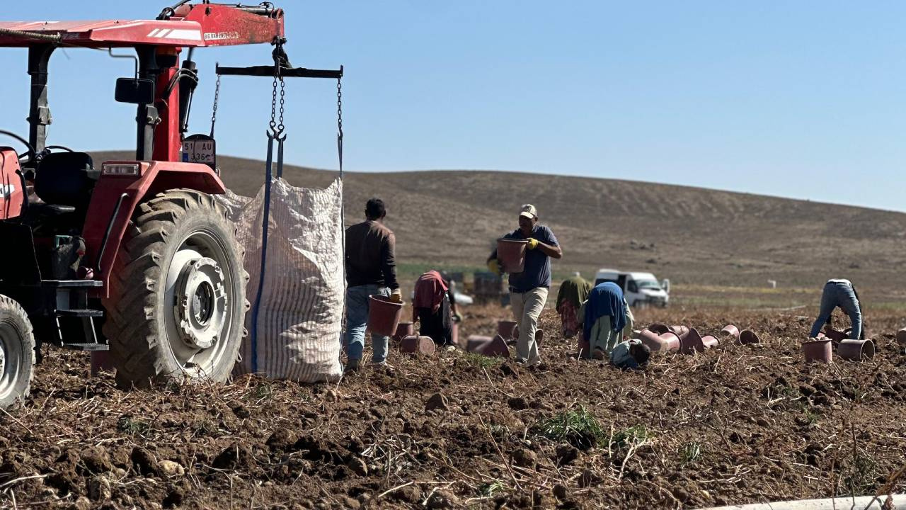 Nevşehir’de Çiftçiyi Ağlatan Hasat Başladı: Fiyatı Çakıldı