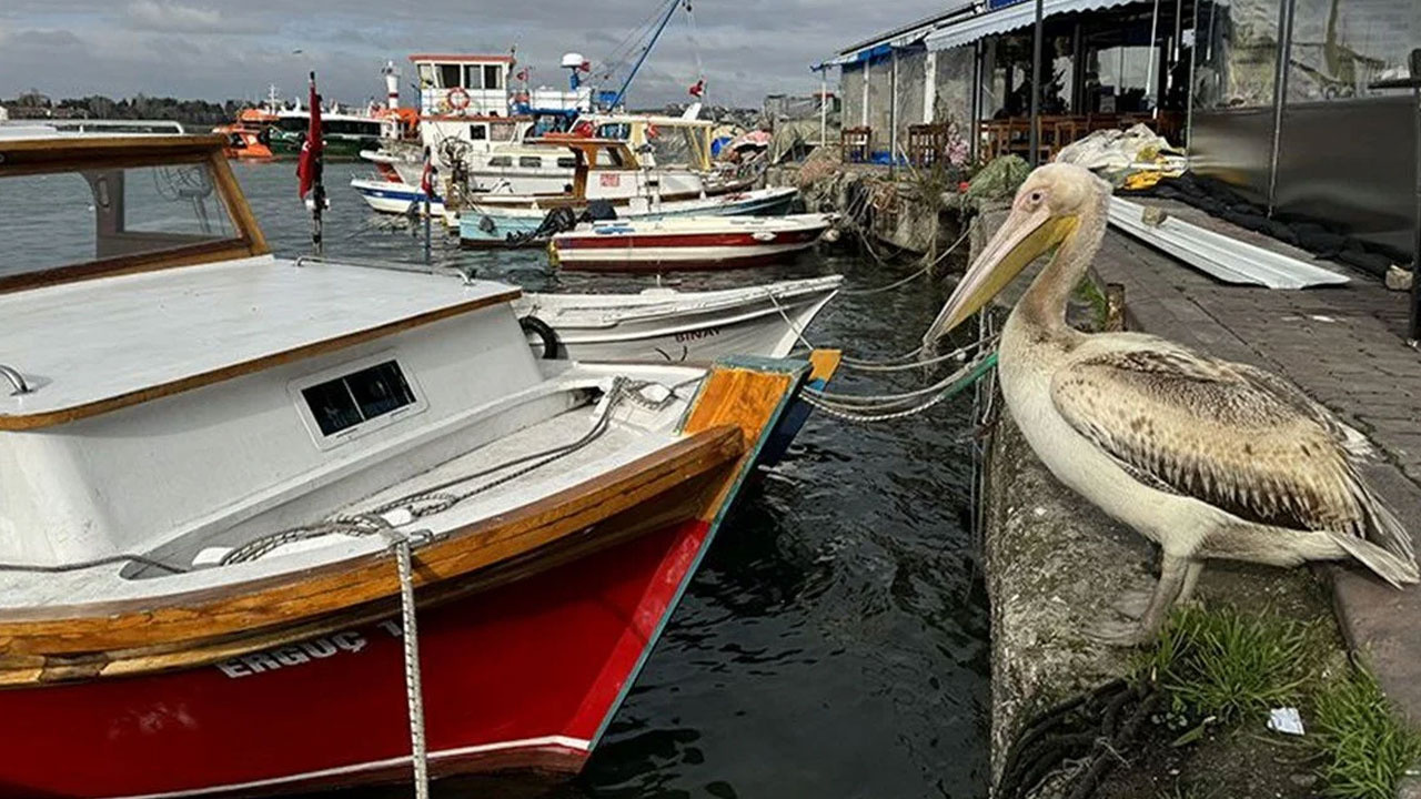 Pelikanlar Türkiye’yi Mesken Tuttu! Uzmanlardan Kritik Uyarı Geldi