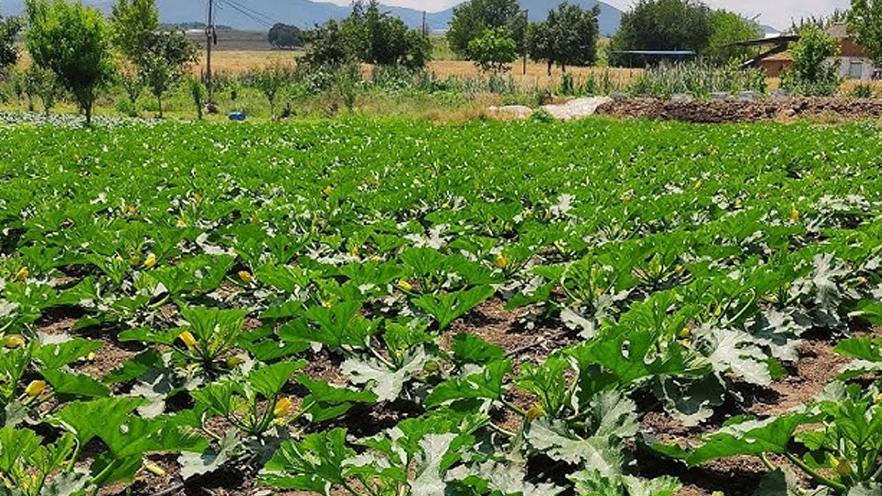 Sakaryalılar Ona Elmas Diyor: Tescilli Hasat Başladı