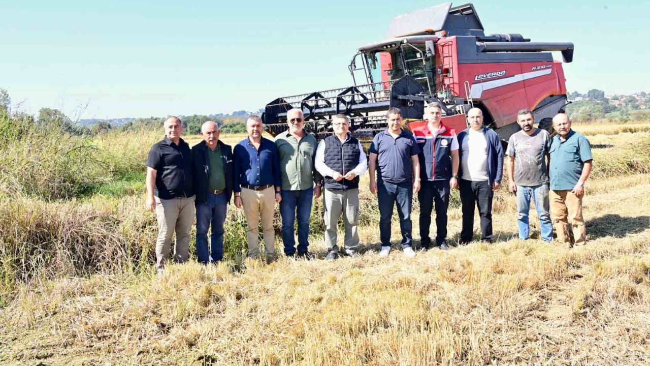 Sinop Çeltik Hasadına Başladı