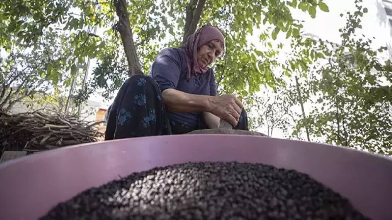 Siyah İncinin Hasadı Başladı: Dağlardan Eldivenle Toplanıyor, Kilosu 400 TL’den Satılıyor