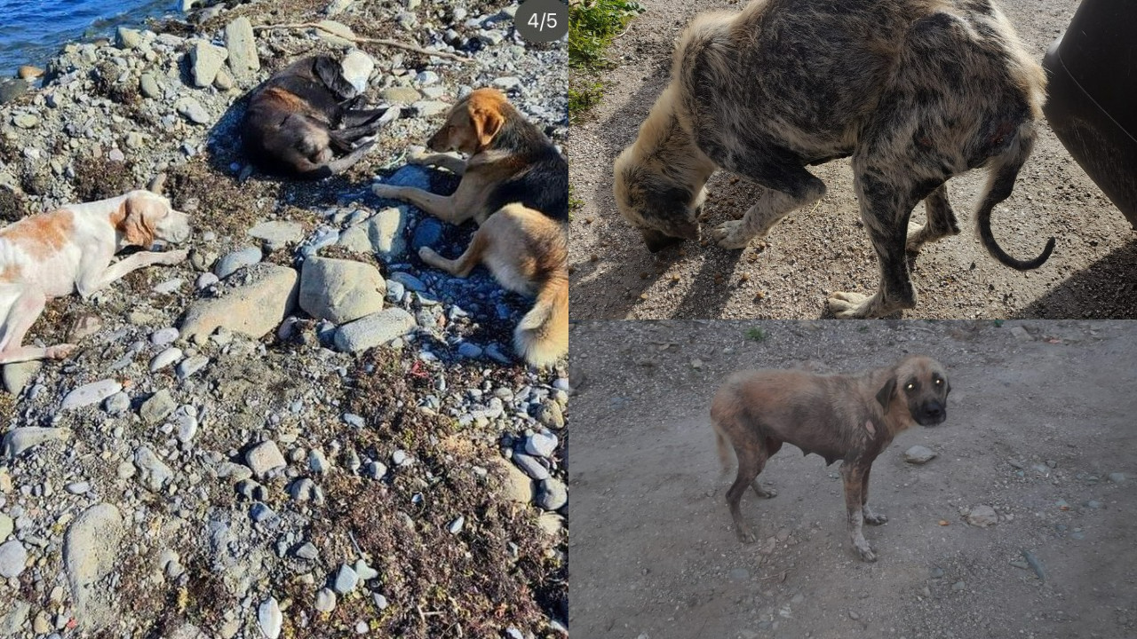 Sosyal Medyayı Ayağa Kaldıran İddia! Kastamonu Belediyesi Köpekleri Beslemeyi Yasaklayıp Ölüme Terk Etti