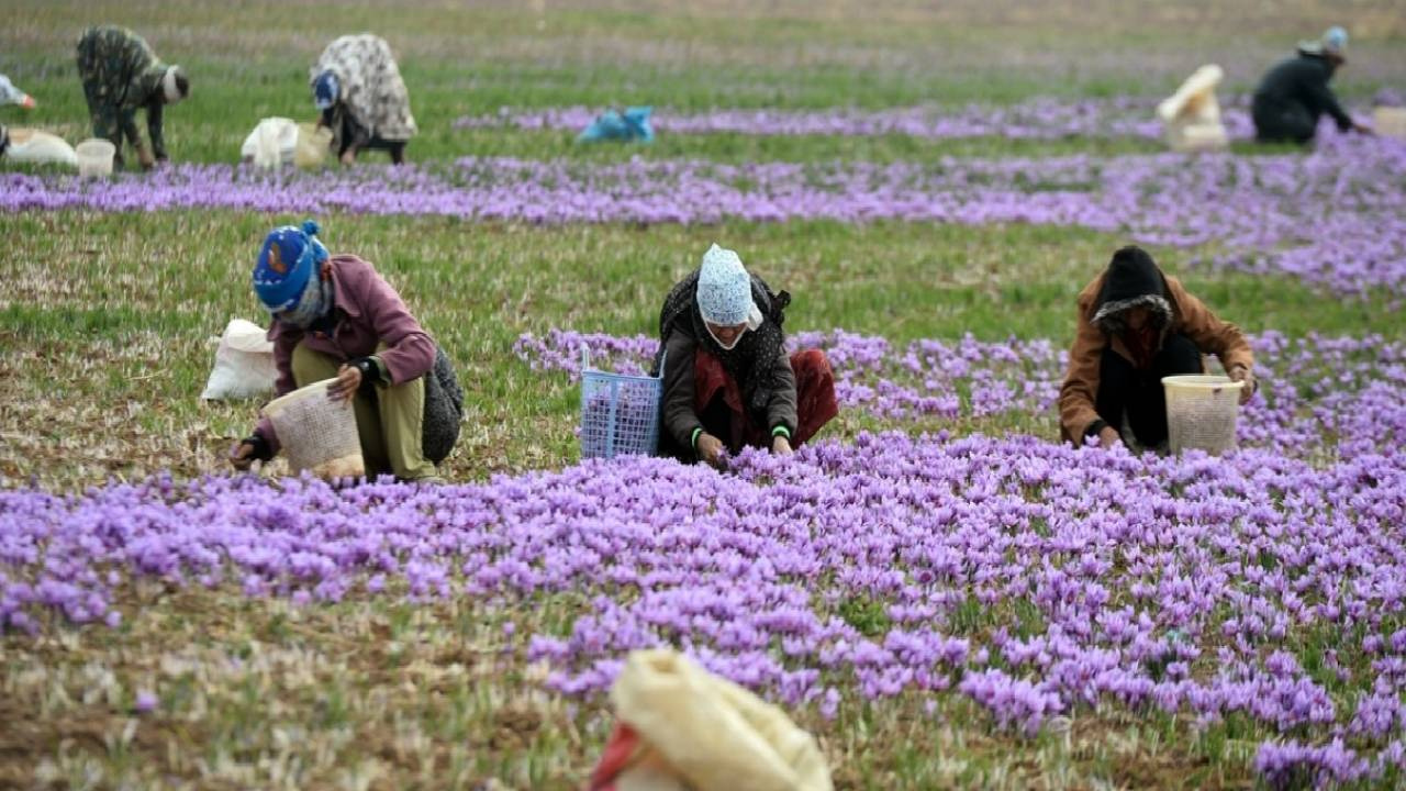 Tohum Diye Ekiliyor Altın Diye Toplanıyor: 1 Demeti Bile Servet Değerinde Satılıyor