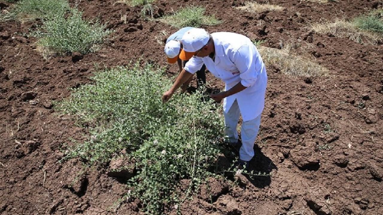 Türkiye’de 15 Yıl Sonunda Tescillendi: 1 Kez Ekiliyor 200 Yıl Hasat Ediliyor