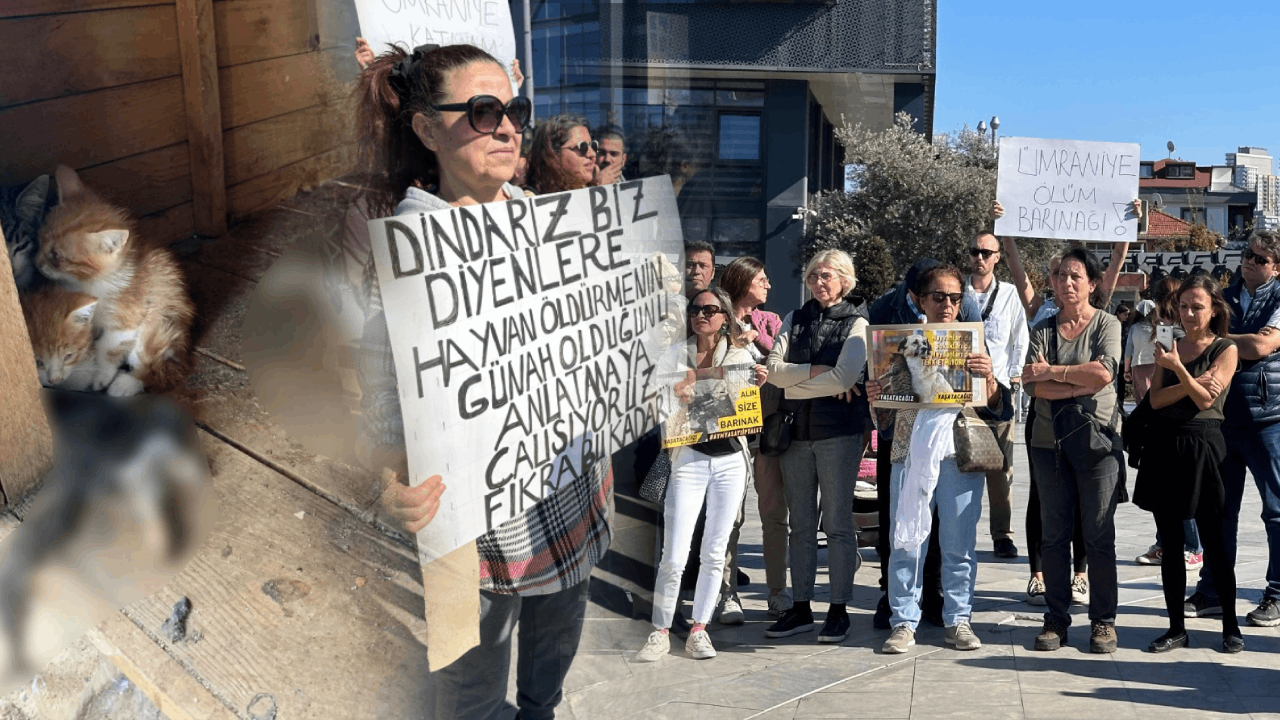 Ümraniye’deki Hayvan Katliamı Protesto Edildi: ‘Dur Demek İçin Buradayız’