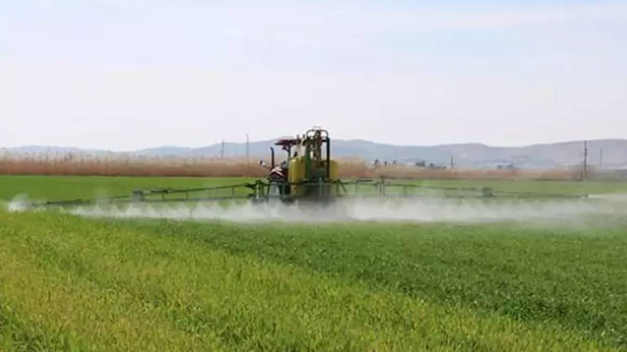 120 Milyon Liralık Dev Hasat Başladı: Altın Değerinde Satılıyor