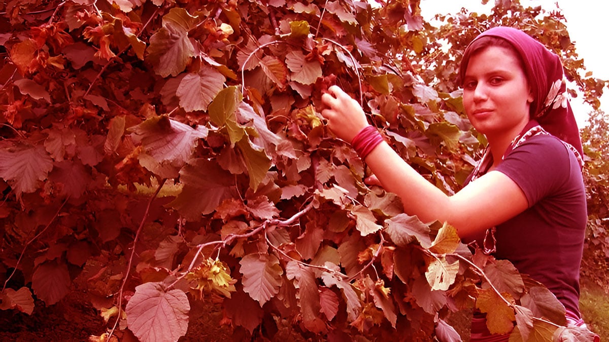 Böyle devam ederse fındığı unutun: Şimdiden yüzde 40 kayıp var! Önlemler çare olmadı, üretici dertli