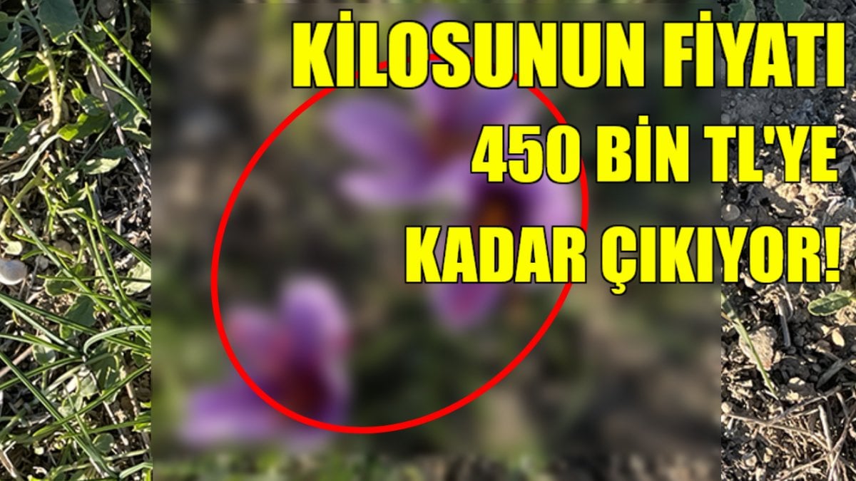 Adeta servet hasat ediyorlar! Kilosu 450 bin liraya kadar çıkıyor