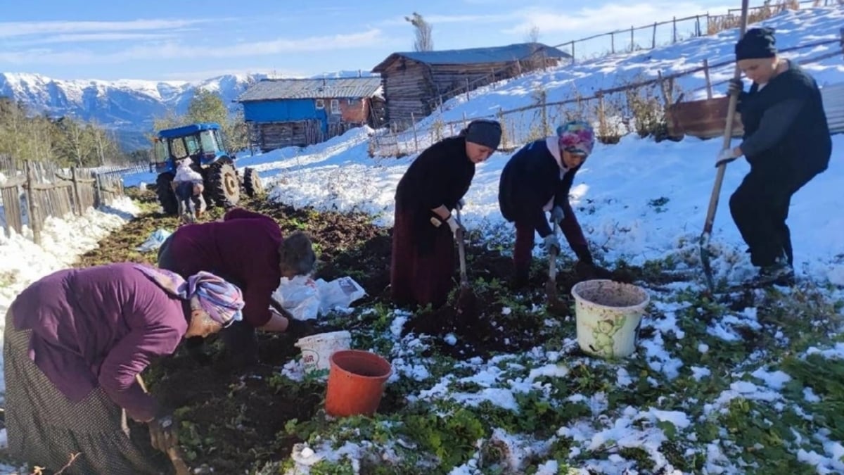 Kar altında bereketli hasat! Karı kazıyıp toprağından altından çıkarıyorlar, çuval çuval satıyorlar