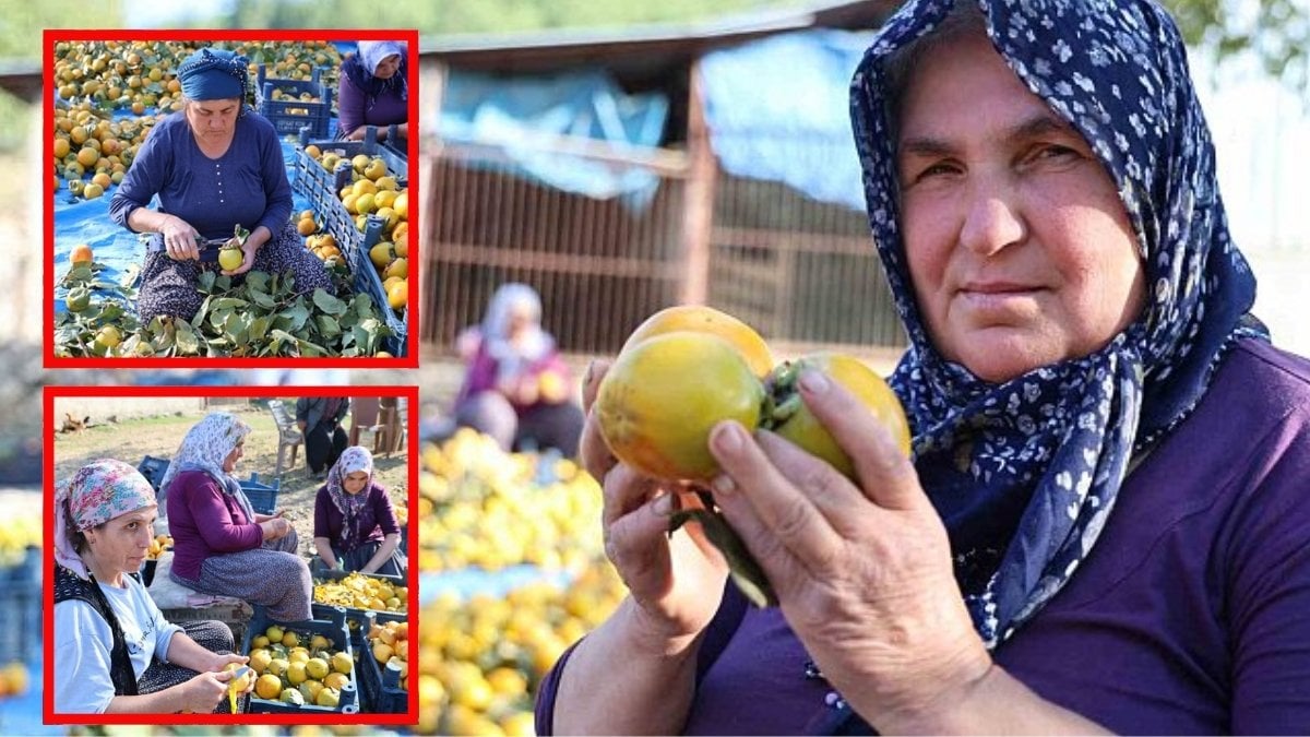 Devlet desteği ile başladılar 30 ton üretim yaptılar! Yaşını 20 kurusunu 200 liradan satıyorlar: Her yere bu ilimizden gidiyor