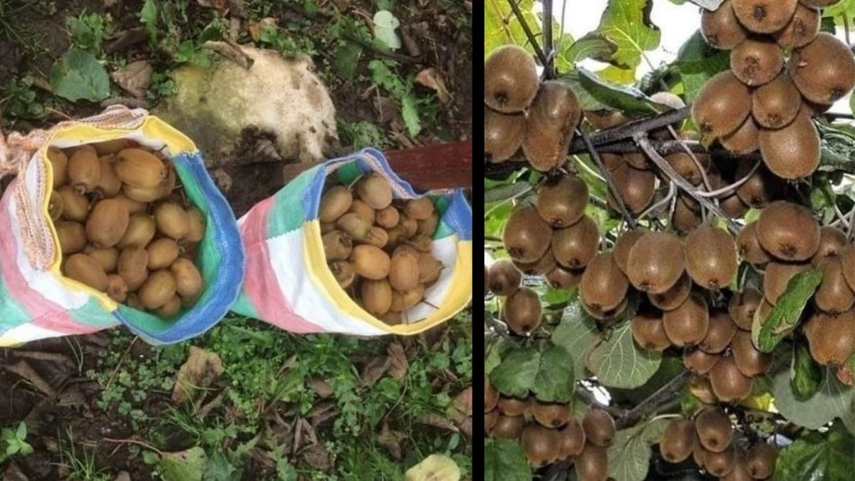 Fındığa alternatif olsun diye ekti, rekoltesi yüz güldürdü! Karadeniz’in dağlarında hasat vakti: Topladığı gibi satılıyor