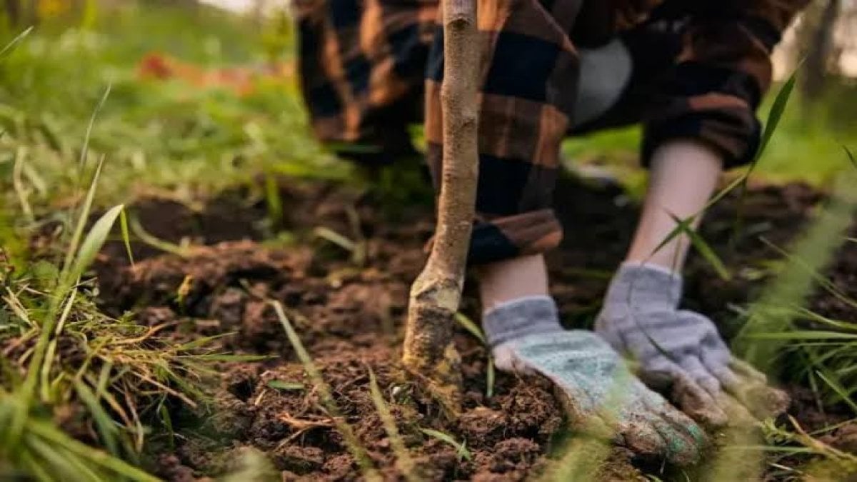 Bahçenize bu 5 ağacı sakın dikmeyin: Uzak durun