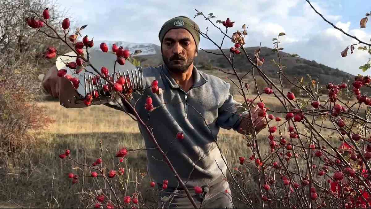 Dağlardan topluyorlar, fazlasını satıyorlar! Vitaminli diye talep çok, tatlısından reçeline kadar yapılıyor