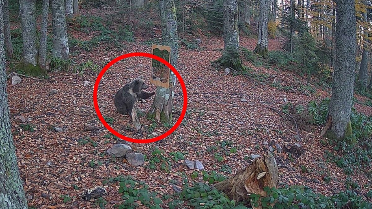 Aynada kendini gören ayının halleri gülümsetti! O anları fotokapan kaydetti