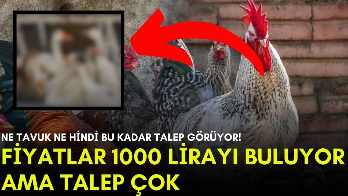 Ne hindi ne tavuk! Fiyatı 1000 TL’yi buluyor, kapış kapış satılıyor: “Çok ciddi talep var”