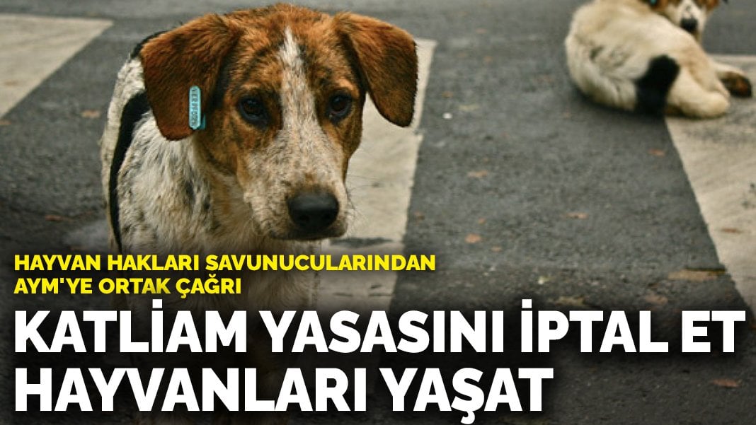 Hayvan hakları savunucularından AYM’ye ortak çağrı: Katliam yasasını iptal et, hayvanları yaşat