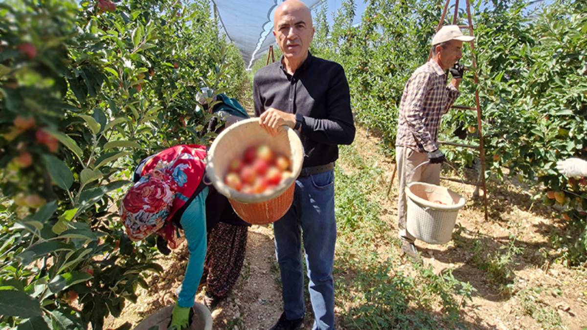 Türkiye’nin üretim merkezi! Pamuk Prenseste buradan götürmüş! Dışı albenili içi sulu sulu…