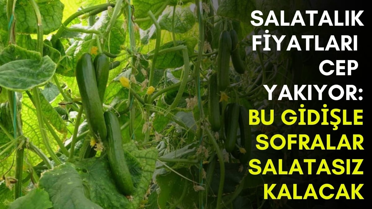 Sofralar resmen salatasız kalacak! Bahçede 30, markette 80 lira: Üretici memnun tüketici şikayetçi