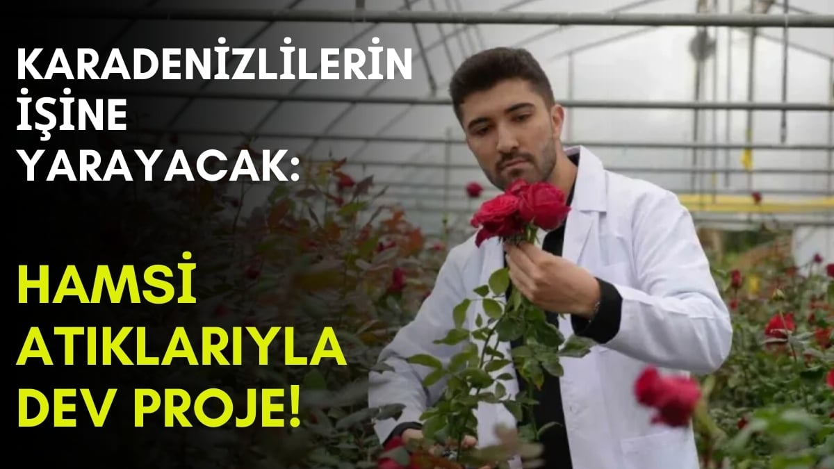 Karadenizli çiftçiler müjde! Hamsi atıklarıyla üretti sonucu yüz güldürdü: Bu yöntemle paralar cepte kalıyor