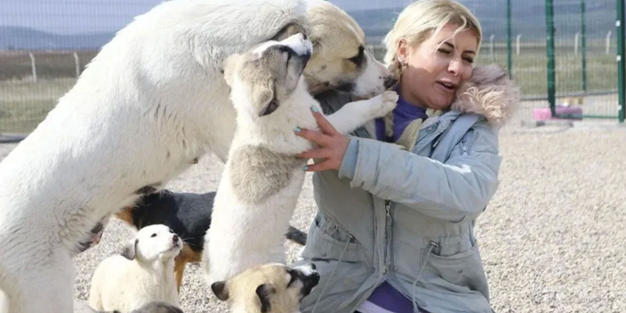 Şanlıurfa’dan Ankara’ya kuduz iddiasıyla taşınan köpeklerin davası devam ediyor