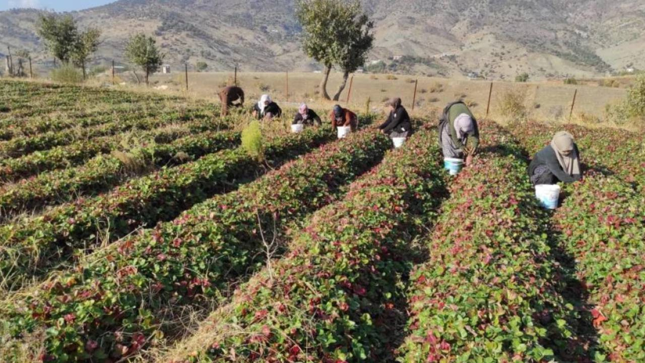 600 Ailenin Geçim Kaynağı Oldu: Batmanda Yılın Son Hasadı Yapıldı