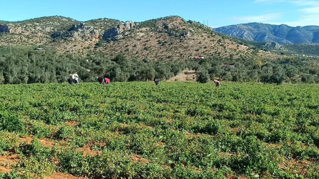 Adana Kozan’da Güz Hasadı Başladı: Rekor Rekolte Bekleniyor