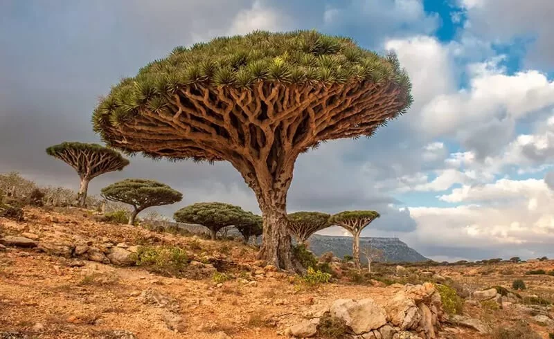 Socotra Adası (Sokotra Adası) - Nasıl Gidilir? Hangi Ülkeye Bağlı? - Amigos