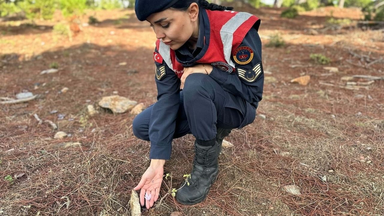 Gören Dokunmaya Korkuyor, Jandarma Başında Bekliyor: Koparmanın Cezası 387 Bin Lira