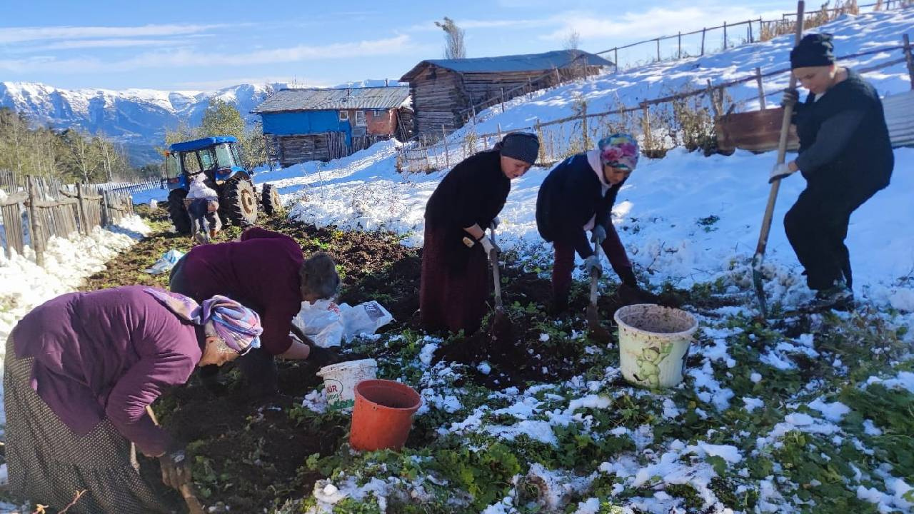 Kar Altında Hasat Başladı: Köylüler Karı Kazıyor, Toprağın Altından Tek Tek Çıkarıp Satıyor