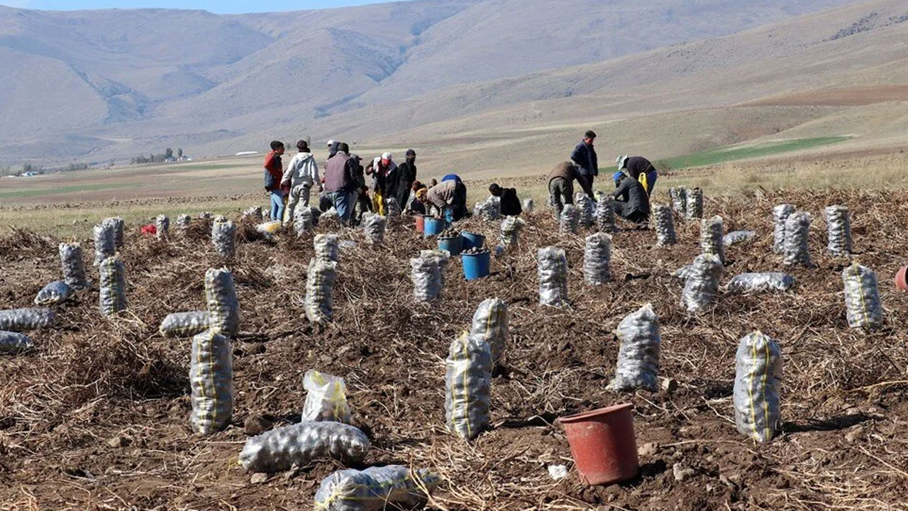 Türkiye’de İlk Kez O Şehirde Ekimi Yapıldı: Karbonhidrat, C Vitamini, Folik Asit, Demir… Ne Varsa İçinde!