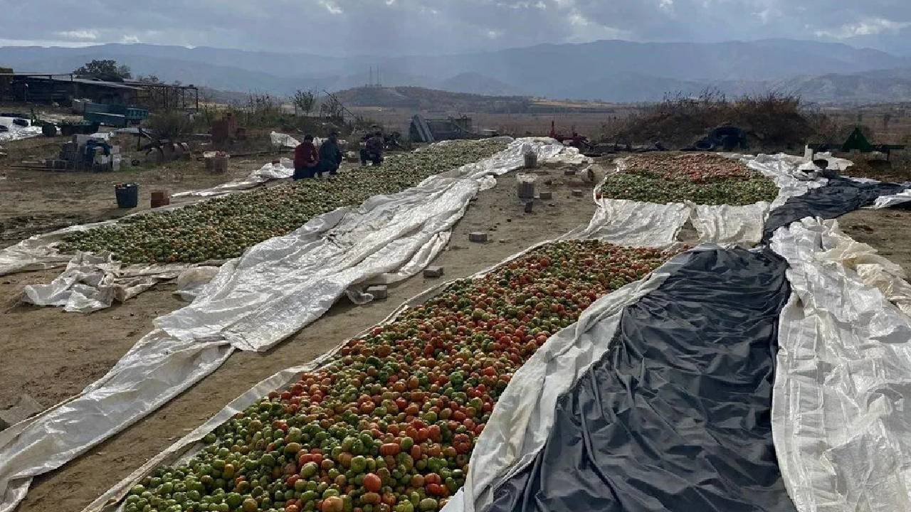 Yeşil Renkte Toplanıyor Kırmızıya Dönünce Satılıyor: Kilosu 300 Liradan Alıcı Buluyor