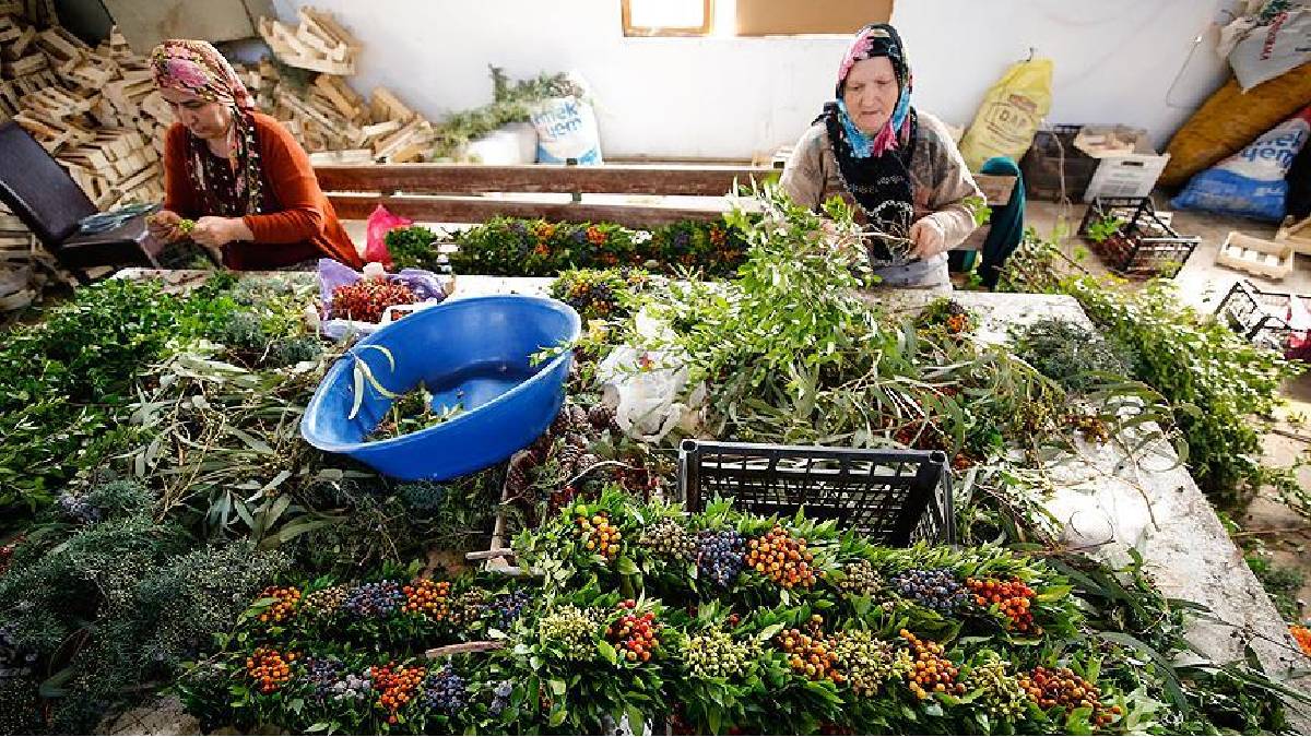 Antalya’da yapılıyor Avrupalılar kapışıyor! Ormandan bedava toplayıp, tanesini 3 Euro’dan 20 ülkeye satıyorlar