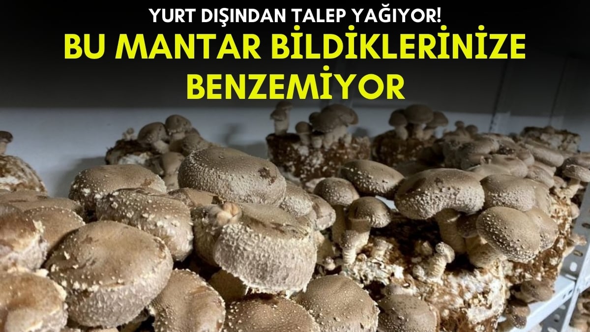 Çok kolay üretiliyor, yüksek fiyatlara satılıyor! Pazarda kapış kapış satılıyor, yurt dışından talep yağıyor