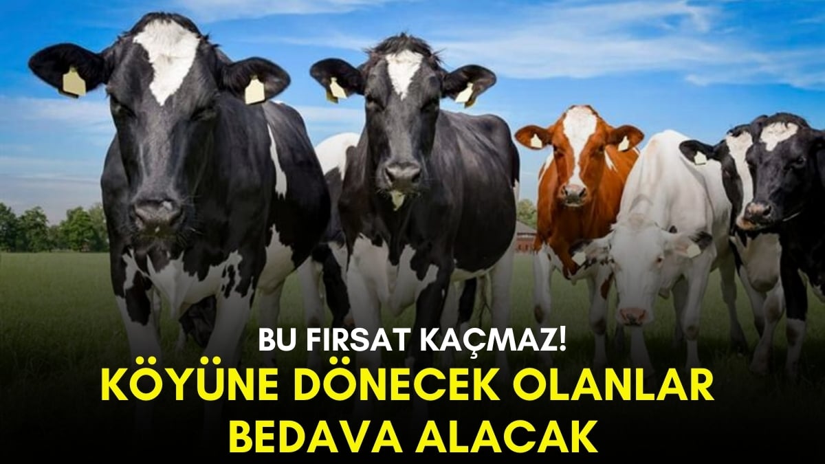 Bu desteği duyan koşacak! Belediye “Köyüme dönmek istiyorum” diyene bedava veriyor