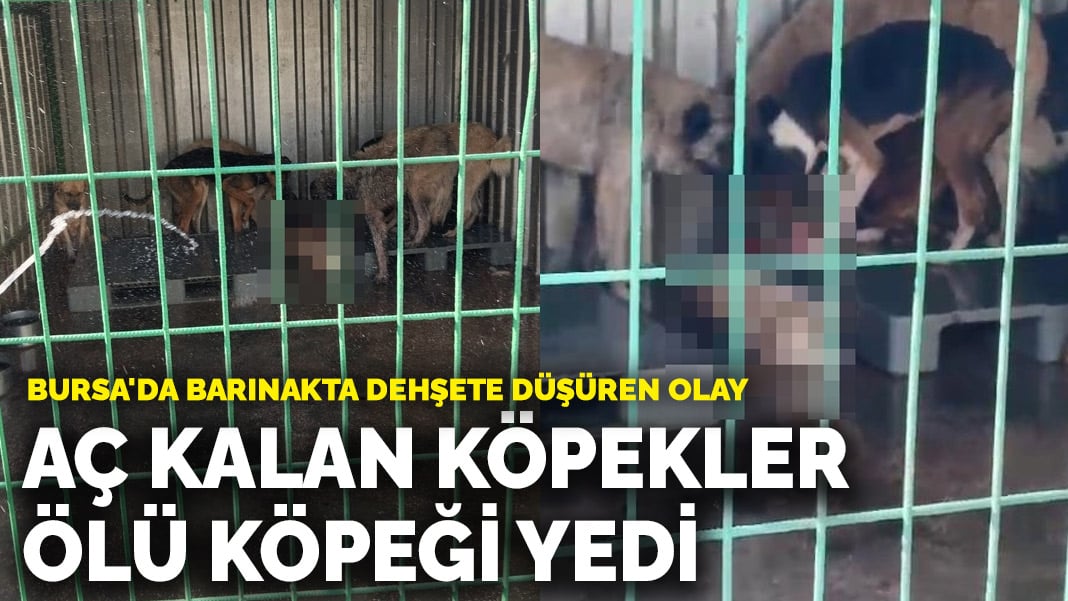 Bursa’da vahşet! Barınaktaki aç kalan köpekler ölü köpeği yedi