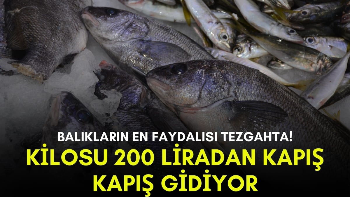 Halk arasında taş balığı olarak biliniyor! Böbrek taşı olanlar tüketiyor, nadir bulunuyor: Kilosu 200 liradan tezgaha düştü