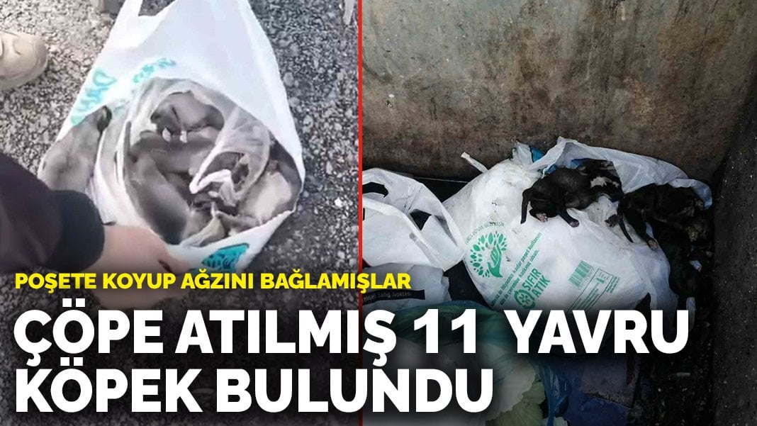 Çöpe atılmış 11 yavru köpek bulundu: Poşete koyup ağzını bağlamışlar