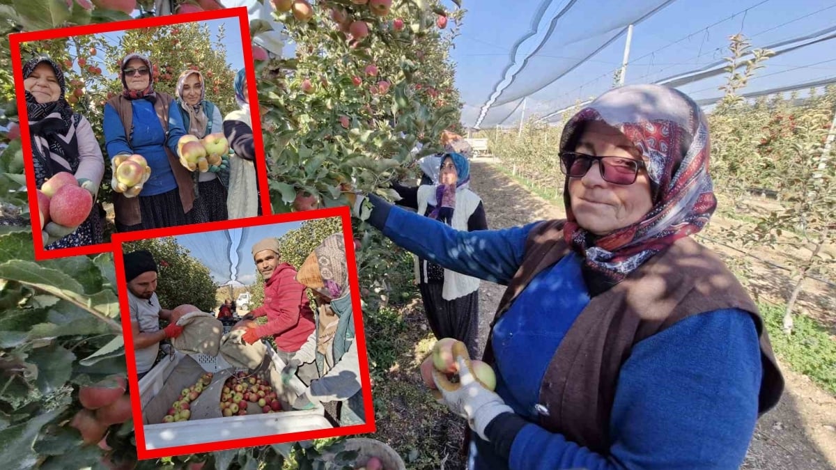 Türkiye’nin en kalitelisi orada yetişiyor! Yılın son hasadı yapıldı: Hem antioksidan deposu hem kalp dostu