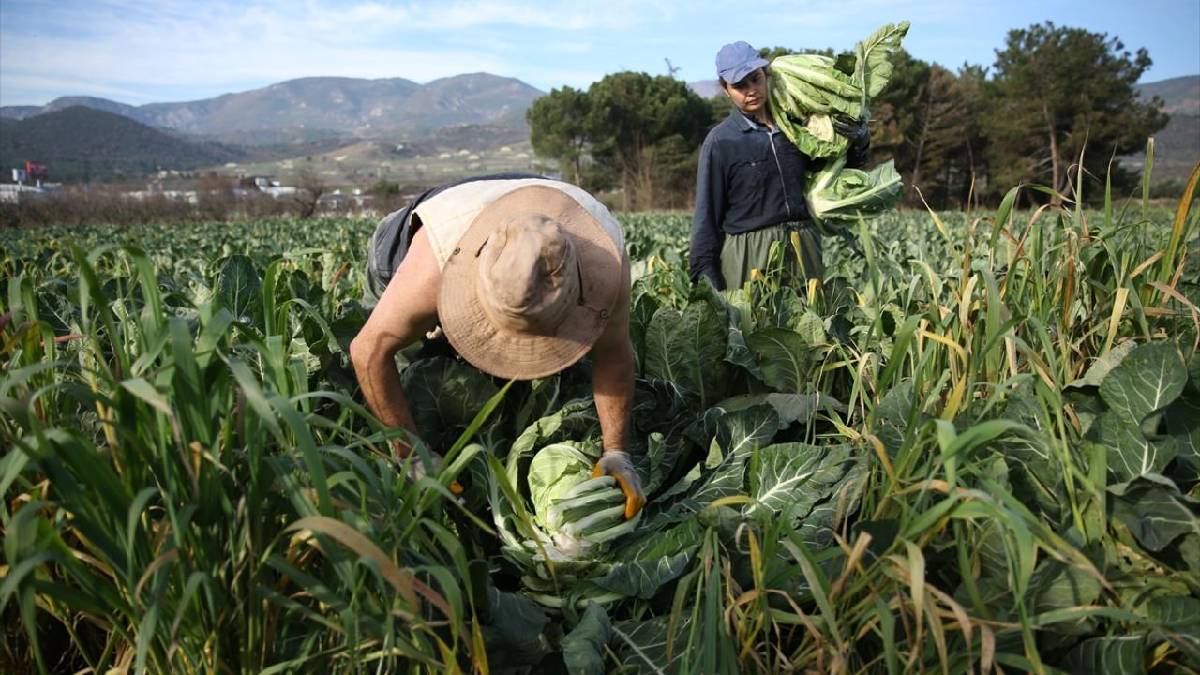 Doğunun tarım ambarında telaş başladı! Her ürün şifa dağıtıyor, kışın herkes onları arıyor! Şehrin ekonomisine büyük katkı